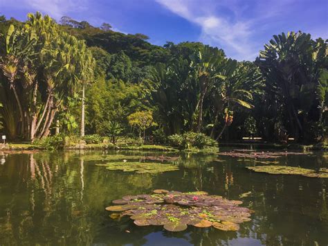 Jardim Botânico do Rio de Janeiro: Rừng xanh mát, thiên đường của các loài hoa!