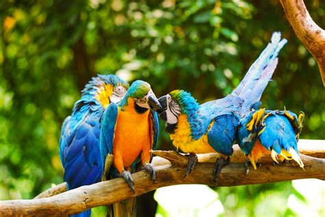  Kuala Lumpur Bird Park: Một Thiên Đường Của Màu Sắc và Tiếng Hót